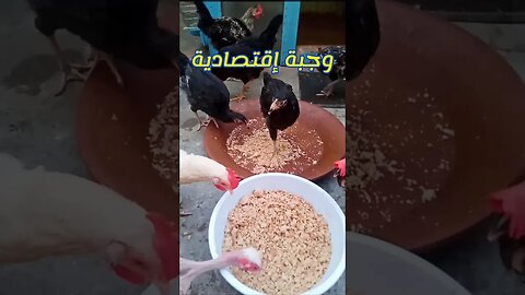 وجبة سريعة واقتصادية للدجاج #chicken #animal