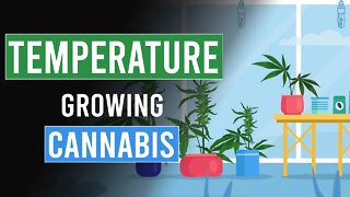 The importance of Temperature when growing Cannabis!