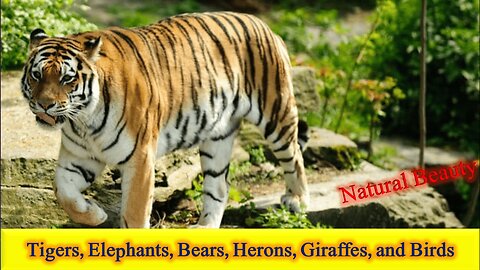 A Wild Documentary in HD "Tigers, Elephants, Bears, Herons, Giraffe, and Bird" Natural Beauty