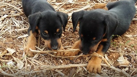 Funny two puppies, one stick