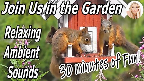 Escape to the Garden: Relax Ambient Natural Sounds of Birds and Bees in Full Bloom - Squirrels play