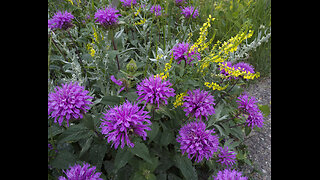 Sweet Leaf - Magical Monarda!