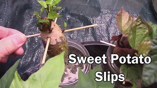 How To Start Sweet Potato Slips and Grow Them For The Rest Of Your Life!