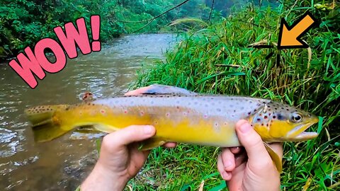 Trout Fishing in Wisconsin at Arkansaw Creek - Pepin County