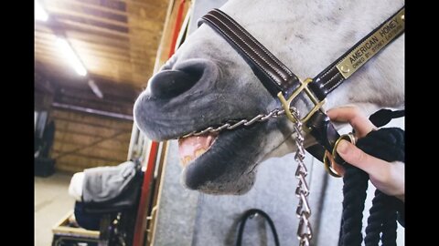 Training Classes On How To Put Chains In A Horse's Mouth - How Is This Normal & Accepted