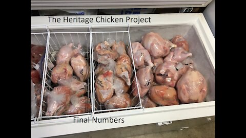 The Heritage Chicken Project. Final Numbers