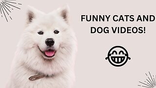 STUPID DOG AND CAT VIDEOS YOU'D LOVE!!