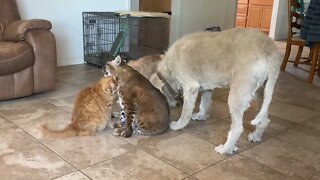 Huge snakes, a bobcat and her friend’s, and lots of dogs and cats.