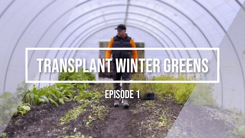 How to transplant greens in your garden for better winter harvest.