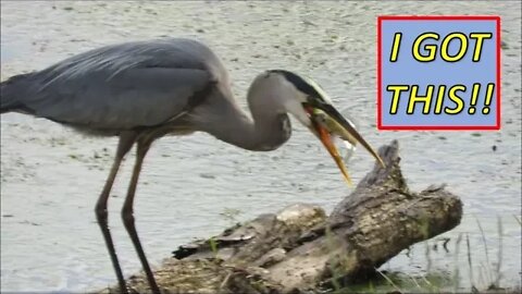 Great Blue Heron struggles to keep bluegill down! Funny bird photography