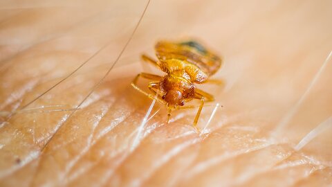 (Pestilence & Famine) An Exotic Tick That Can Kill Cattle