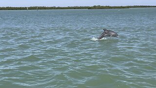 Dolphins 🐬 Jump For Joy #Dolphin #Jump #FYP #MarcoIsland #mywalksinparadise #4K #DolbyVisionHDR