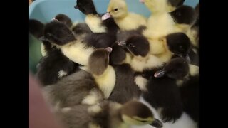 Some Muscovy ducks