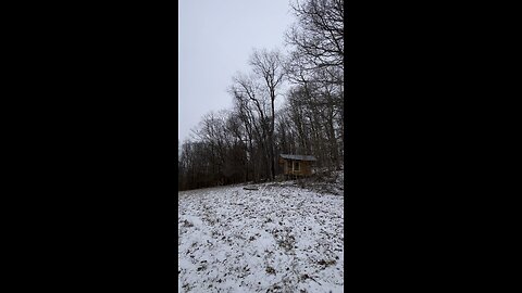 Dropping a huge rotted black cherry tree, before it crushes the cabin.