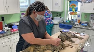 Caring Fields Felines of Palm City receives generous donation
