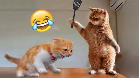 Cat funny 🤣 video cutest cat and 🐶 😺