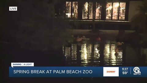 Flamboyance of flamingos at Palm Beach Zoo