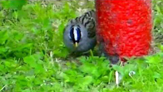 IECV NV #388 - 👀 House Sparrows And A White Crowned Sparrow Out Back🐤 6-7-2017