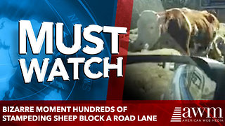 Bizarre moment hundreds of stampeding sheep block a Road lane