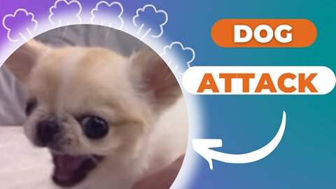 Angry Dog 🌟 DOG ATTACK