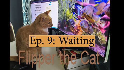 Flipper the Cat, Ep. 9: Waiting