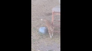 Boots the Cat goes Chicken Hunting