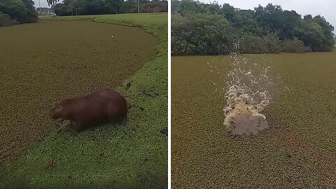 Capybara has big & fun splash into a lake