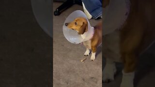 CONE OF SHAME Interferes w/ DOG TREATS