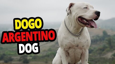 The Intelligent Dogo Argentino – All About the Dogo Argentino Dog Breed!