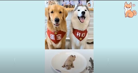 You will laugh at all the DOGS 🤣 Funny DOG Videos 😂🐶