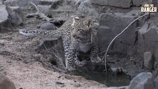 Scotia Female Leopard And Cub, Part 6