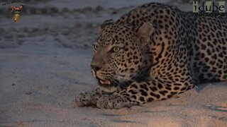 Male Leopard Roaring On The Sand