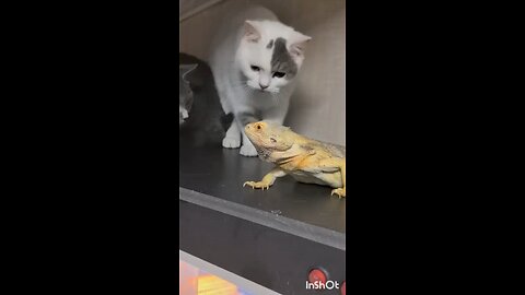 chameleon vs cats