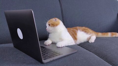 Cat Watching Laptop, Cat Watching & Enjoying Funny Videos