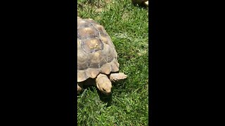 Tortoise grazing in the back yard