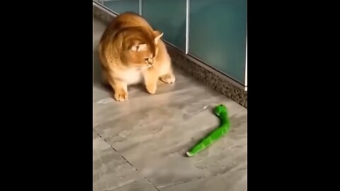 Funny Animal Videos - Funniest Dogs and Cats Videos