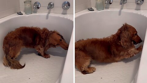 Sausage dog obsessed with the bath