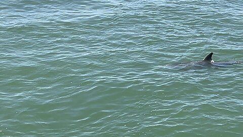 Dolphin at Fort De Soto April 24 2024