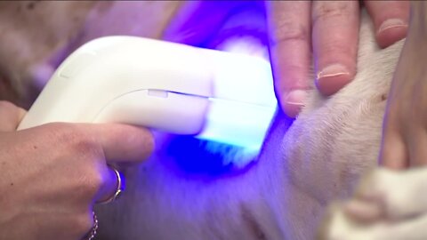 Colorado veterinary clinic home to new, non-invasive cancer screening technology