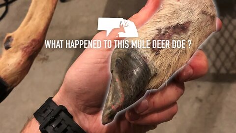 WHAT IS THIS? - Mule Deer Doe Toes | Outdoor Jack