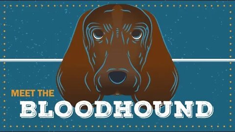 Bloodhound | CKC Breed Facts & Profile