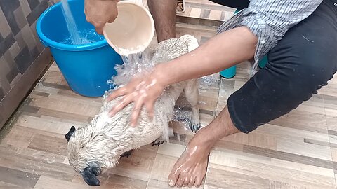 dog bath time #dog