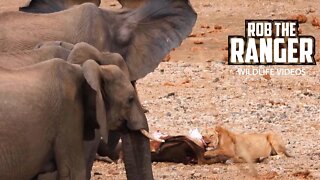 Elephant Herd Interrupt Lion's Meal | Kruger National Park
