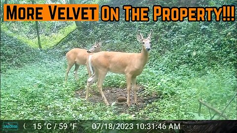 Unseen VELVET Bucks SHOWING Up On CAMERA!!!