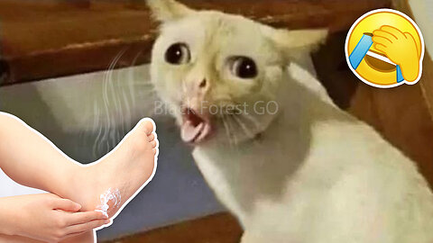 🔥 Try Not To Laugh 🤣 When You have a Cat or Dog with 500 IQ 😻🐶 Funniest Animals Battles 66😹🥊🐶