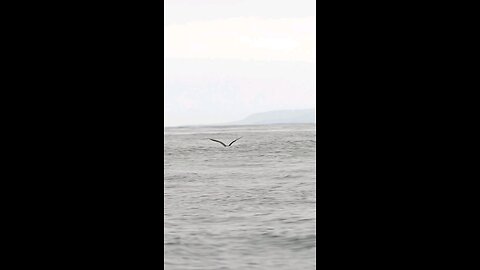 amazing humpback whale