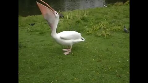 Pelican Eats Pigeon | So Disturbingly Amazing!