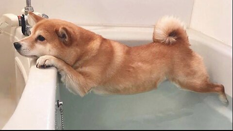 Funny Dogs Refuse To Take a Bath 🤣