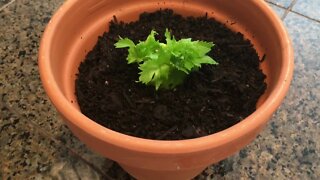 Saturday Projects™.com | Windowsill Gardening - Quick and easy way to grow celery for free - almost