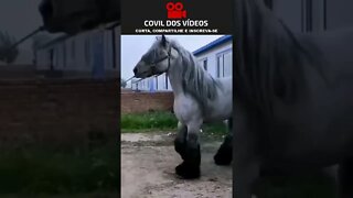 cavalo gigante 😱😱😱